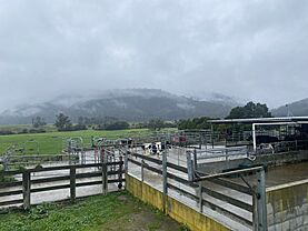 Milking Shed at Pyengana Dairy, Tasmania