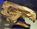 Moeritherium lyonsi (fossil mammal) (Eocene) (32167459460)