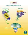Molecular Machines of Life