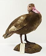 Mounted Pink-headed Duck at World Museum NML-VZ 1994.71.193.1