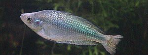 Murray River Rainbow Fish.jpg