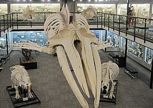 Museum of Osteology exhibits