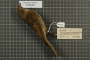 Naturalis Biodiversity Center - RMNH.AVES.130038 1 - Pachycephala rufogularis Gould, 1841 - Pachycephalidae - bird skin specimen.jpeg