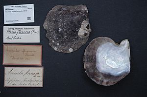 Naturalis Biodiversity Center - ZMA.MOLL.413686 - Pinctada albina (Lamarck, 1819) - Pteriidae - Mollusc shell.jpeg