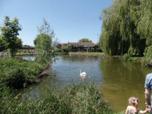 Neots pond