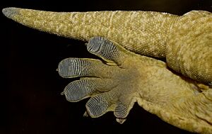 New Caledonian Giant Gecko or Leach's Giant Gecko (Rhacodactylus leachianus)