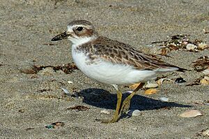 New Zealand Dotterel. (Charadrius obscurus) (32094680023)