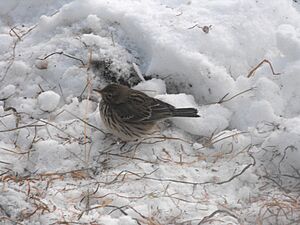 Newmilns 09-12-23 Meadow Pipit on Broons Road