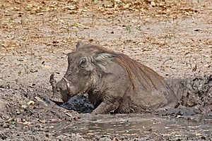 Nolan warthog (Phacochoerus africanus africanus) in mud