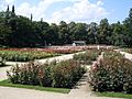 Ogród Różany w Szczecinie wlz 3
