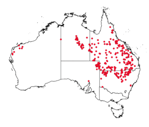 Owenia acidula distribution map from AVH records 29 May 2021.png