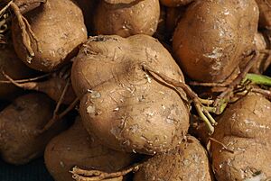 Pachyrhizus erosus 2