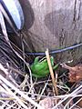 Pacific treefrog green morph