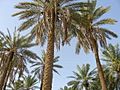 Palm Trees in Unaizah