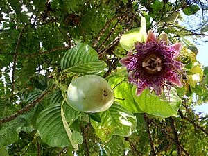 Passiflora quadrangularis (Barbadine 1).jpg