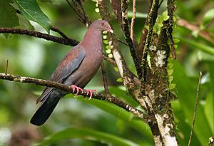 Patagioenas flavirostris -Costa Rica-8.jpg