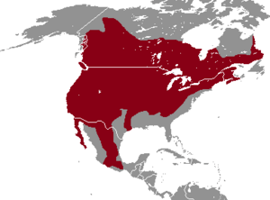 Peromyscus maniculatus range map