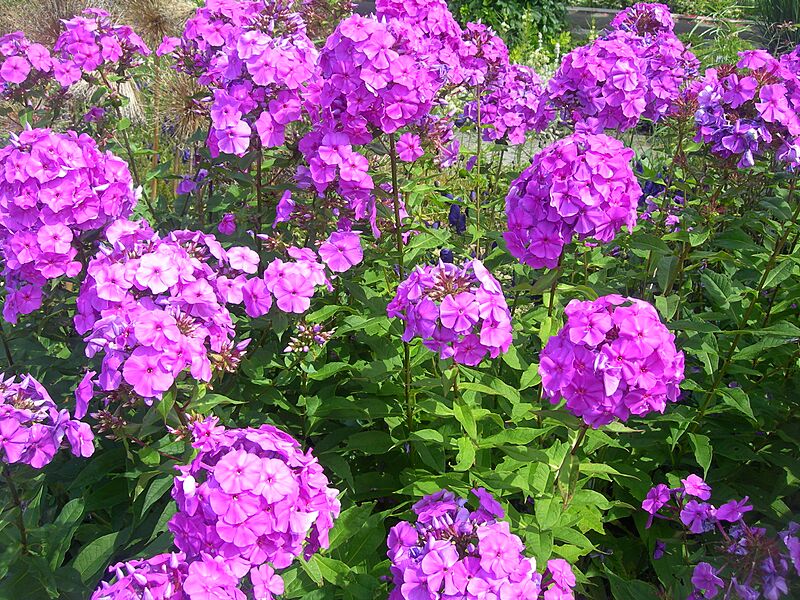 Phlox Paniculata