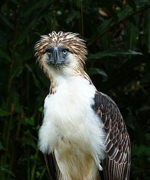 Philippine eagle Facts for Kids