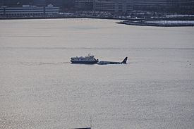 Plane and ferry in the Hudson 2