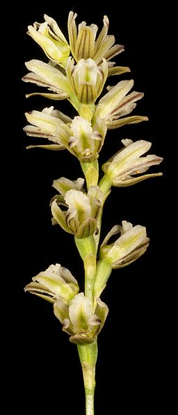 Prasophyllum cyphochilum (6724980267)
