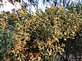 Prostanthera schultzii