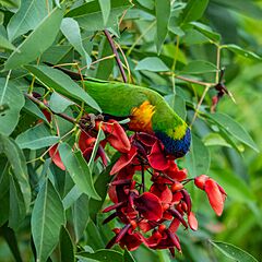 Rainbow lorikeet 7th Brigade Park Chermside P1110169