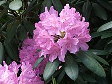 Rhododendron catawbiense a2