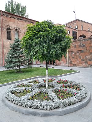 Robinia pseudoacacia Yerevan Ararat Brandy Factory