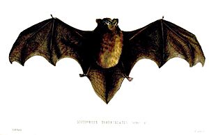 ScotophilusTuberculatusFord.jpg
