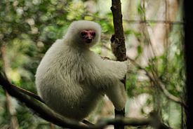 A primate with silky white fur sits on a branch, gripping the small tree's trunk with its hands and feet.