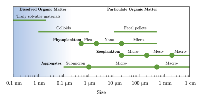 Size and classification of marine particles