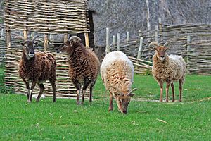 Soay sheep at Cranborne Ancient Technology Centre