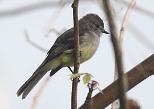 Southern Beardless-Tyrannulet