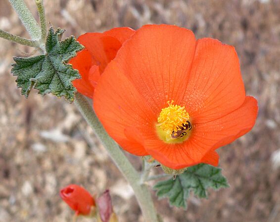 Sphaeralcea ambigua 2