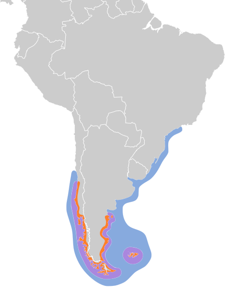 Spheniscus magellanicus map