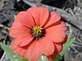 Starr 030202-0031 Zinnia peruviana