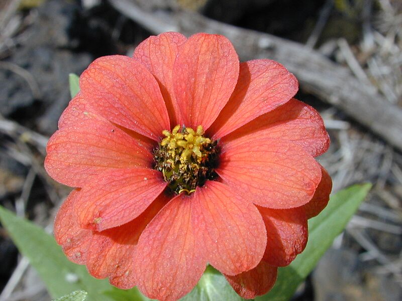 Starr 030202-0031 Zinnia peruviana