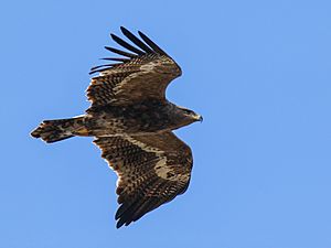 Steppe Eagle (Aquila nipalensis) (24890757897)