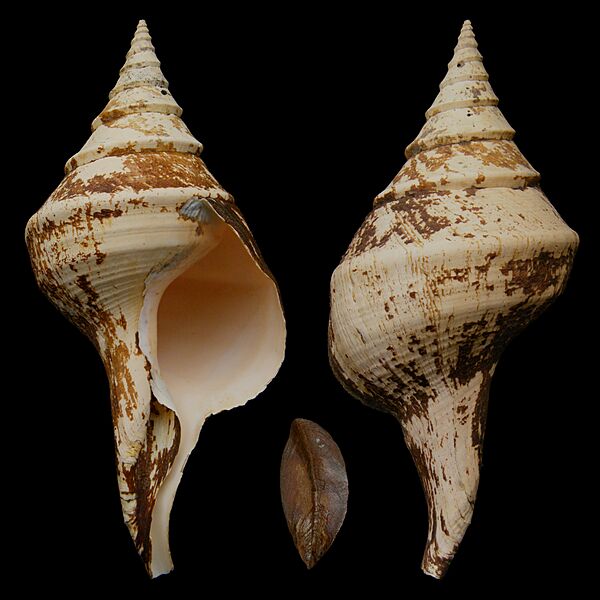 Syrinx aruanus 61 a