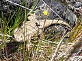 Table Rock Fence Lizard