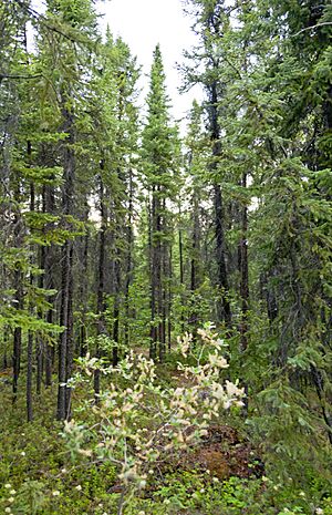 Taiga in Yellowknife, NT