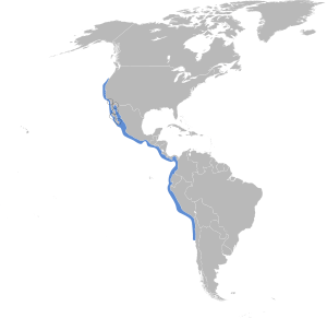 Thalasseus elegans map.svg