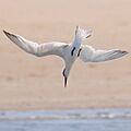 Thalasseus sandvicensis - Sterne Caugek - Saint Brevin les Pins 2022 11