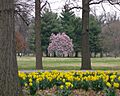 Tower Grove Park Scene 1