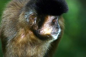 Tufted Capuchin