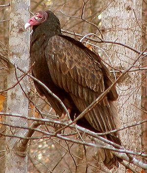 Turkey vulture profile