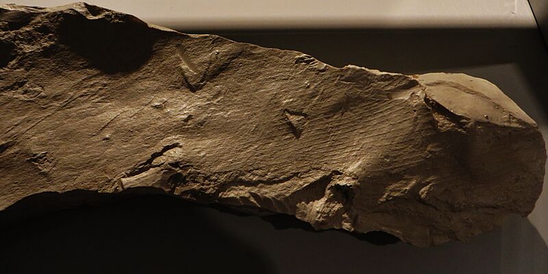 Tylosaurus sp skin 1