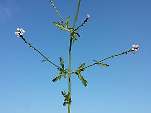 Verbena officinalis sl2