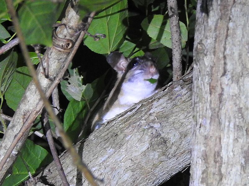 Xenomys nelsoni 14716792